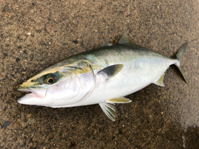 メジロの回遊あり