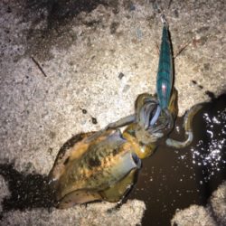 渋くて寒いです。また個体が小さい？