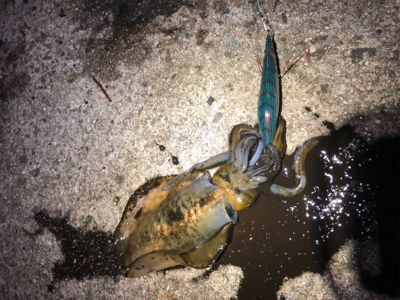 渋くて寒いです。また個体が小さい？