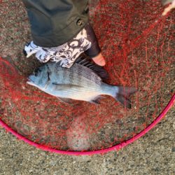 まずまず秋チヌ