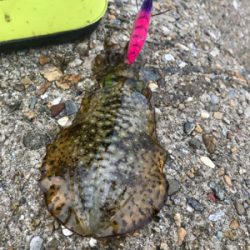 出勤前、約1時間半のエギング(^.^)