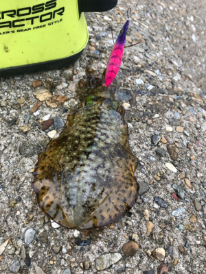 出勤前、約1時間半のエギング(^.^)