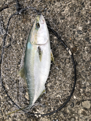 前日からの計画