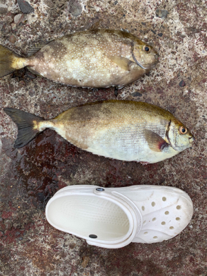 白身で美味しいアイゴ