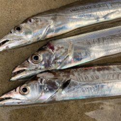 朝マズメのタチウオ釣果!!表層に集中するバイト