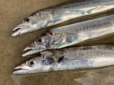 朝マズメのタチウオ釣果！！表層に集中するバ…