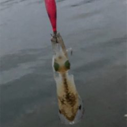 コロッケサイズ連発！冬イカに乞うご期待