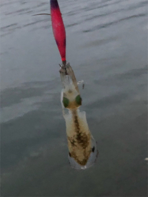 コロッケサイズ連発！冬イカに乞うご期待