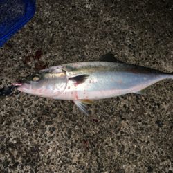 神戸沖堤釣行②