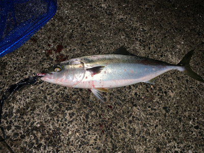 神戸沖堤釣行②