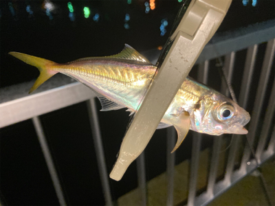 Fシステムアジング