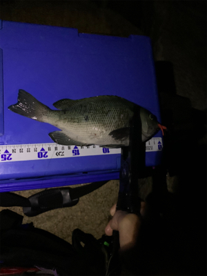 満足のいく釣果