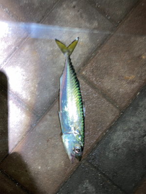 加太よりこっちの方が釣果大きい