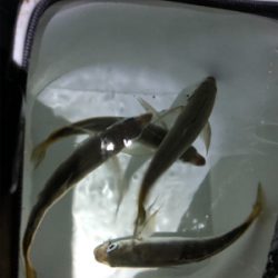 朝ご飯を仕入れに