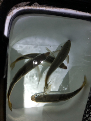 朝ご飯を仕入れに