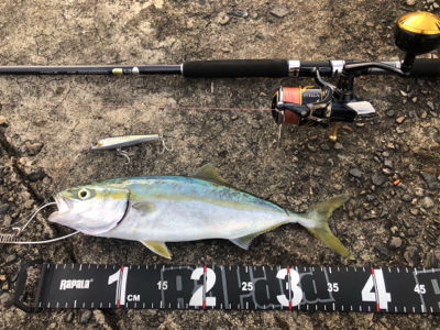 朝マズメ遅刻からの一匹