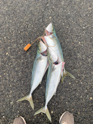 青物回ってます