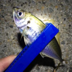 明石でアジング