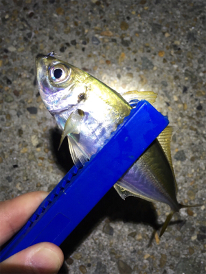 明石でアジング