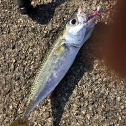 連日の釣果情報では…