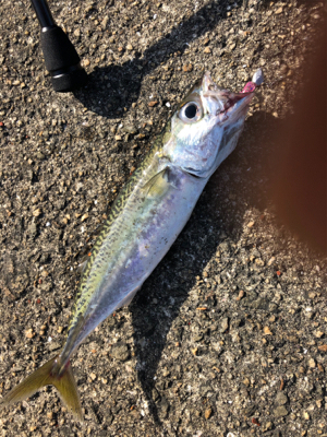 連日の釣果情報では…