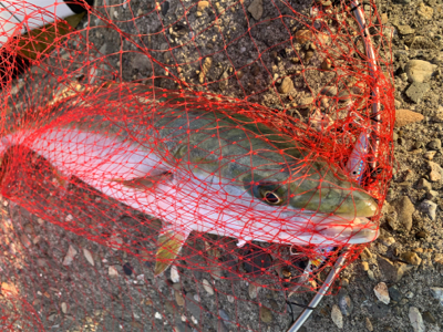 やっと俺にも！