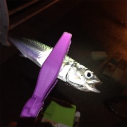 大阪湾奥アジング