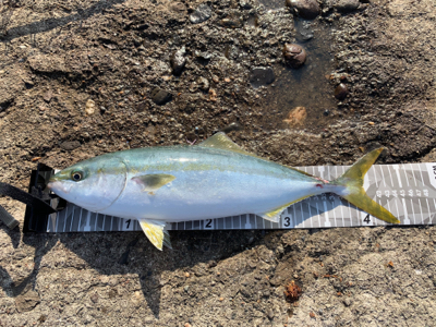 カマキリと一緒に