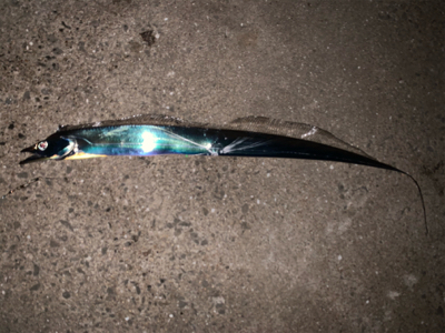 青岸でタチウオとアジが釣れました