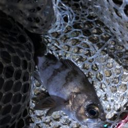 今宵もアジの仕入れに