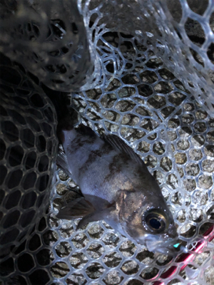 今宵もアジの仕入れに