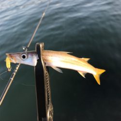 アジを求めて⑰