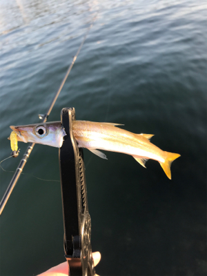 アジを求めて⑰