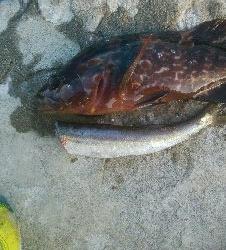 障泥烏賊2杯！イサキ1匹、カマス1匹、キジハタ1匹！