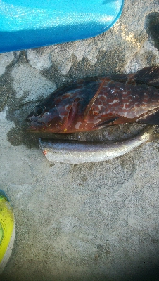 障泥烏賊2杯！イサキ1匹、カマス1匹、キジハタ1匹！