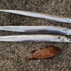 太刀魚　アコウ