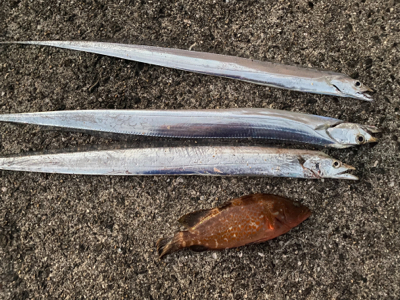 太刀魚　アコウ