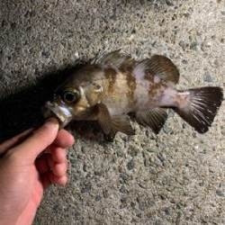 いつもよりは好釣果