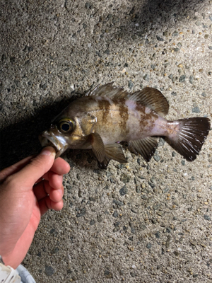 いつもよりは好釣果