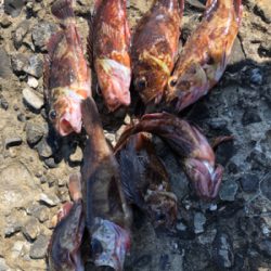 ショアジギダメでガシリング