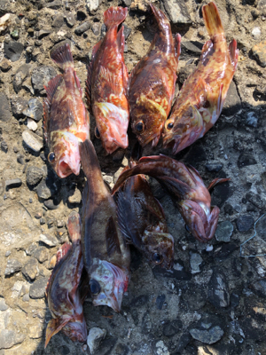 ショアジギダメでガシリング