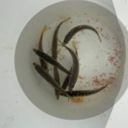 昼休みにサビキ釣り