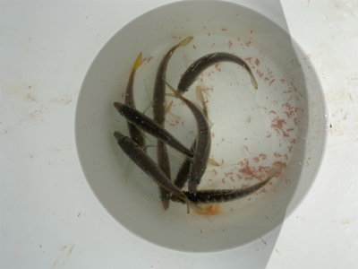 昼休みにサビキ釣り