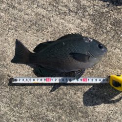 カゴ釣りデビュー