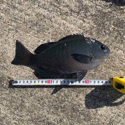 カゴ釣りデビュー