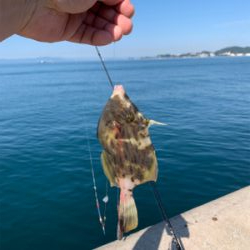 エギングのはずが…