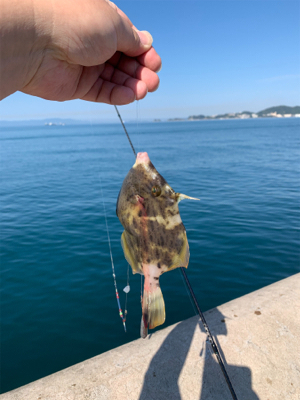 エギングのはずが…