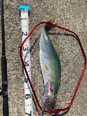 青物もちょっと疲れてきた？