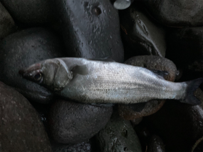 朝練のヒラスズキ！！潮まみれの一本！！
