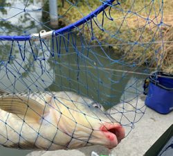 検証を兼ねての用水路での釣り